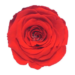 Trandafir Criogenat XL rosu corai Ø6,5cm in cupola 12x25cm - Kdeco.ro