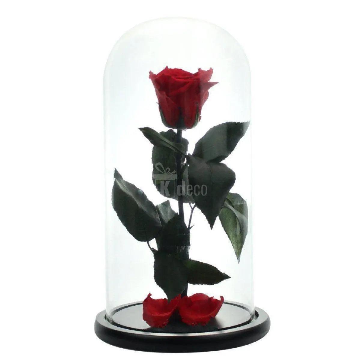 Trandafir Criogenat XL rosu Ø6,5cm, cupola sticla 12x25cm - Kdeco.ro