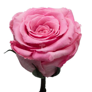 Trandafir Criogenat XL roz Ø6,5cm, cupola sticla 12x25cm - Kdeco.ro