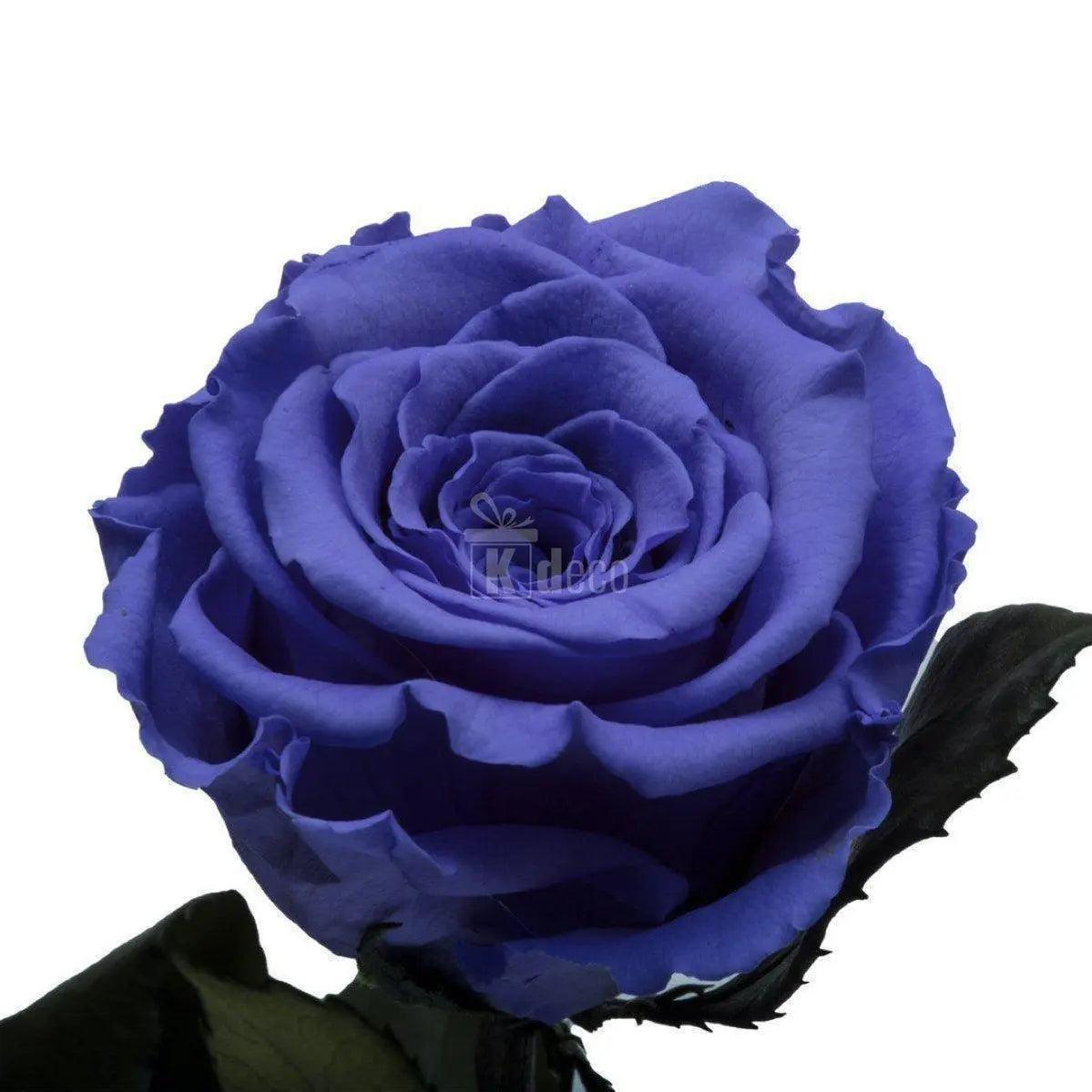 Trandafir Criogenat XL violet Ø6,5cm in cupola 12x25cm - Kdeco.ro