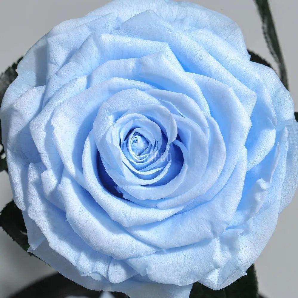 Detaliu trandafir criogenat bleu XXL cu petale naturale, simbol al iubirii eterne, ideal pentru cadouri aniversare