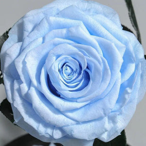 Trandafir Criogenat XXL bleu Ø9,5cm in cupola sticla 15x25cm - Kdeco.ro